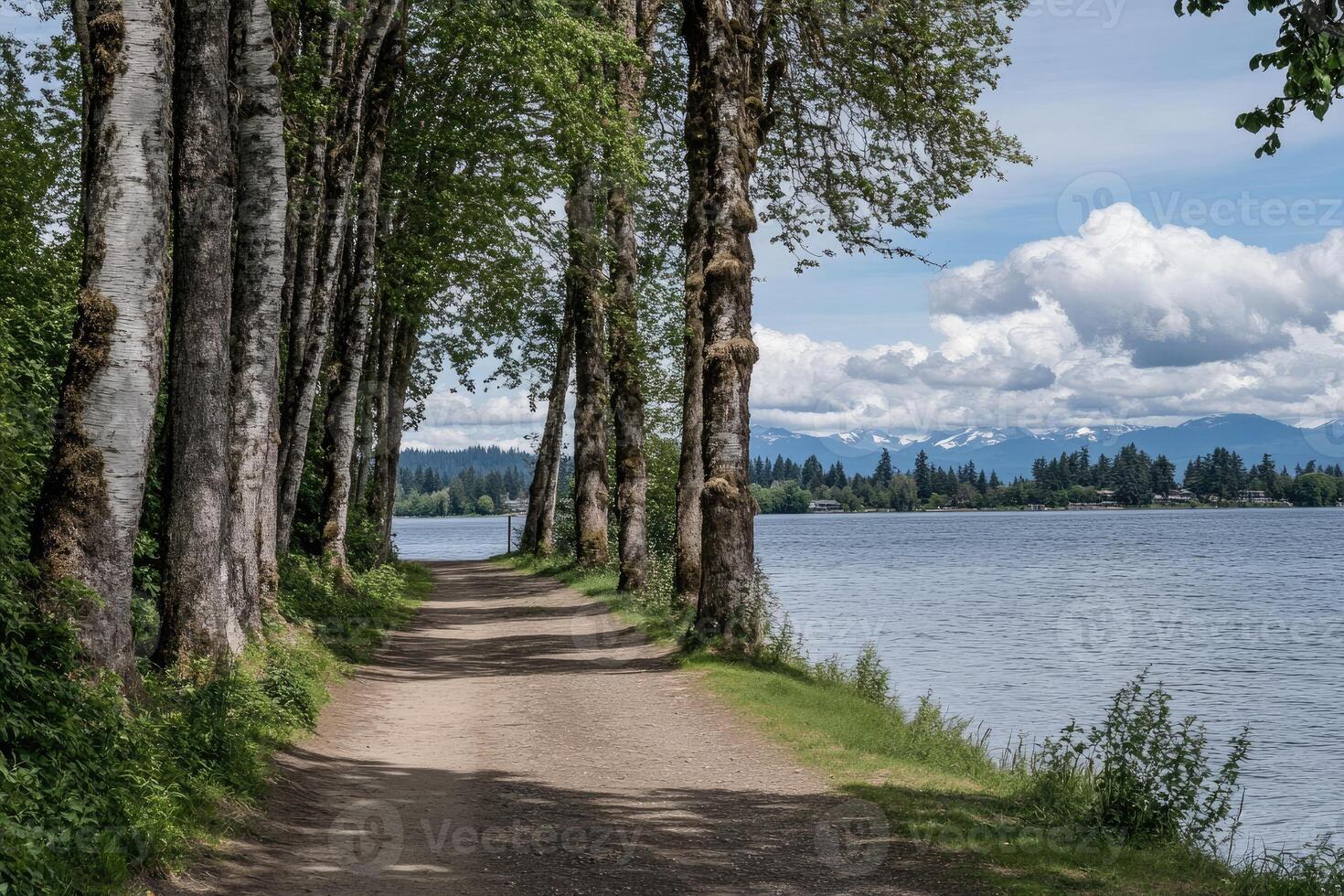 Peaceful path by a lake, lined with trees photo
