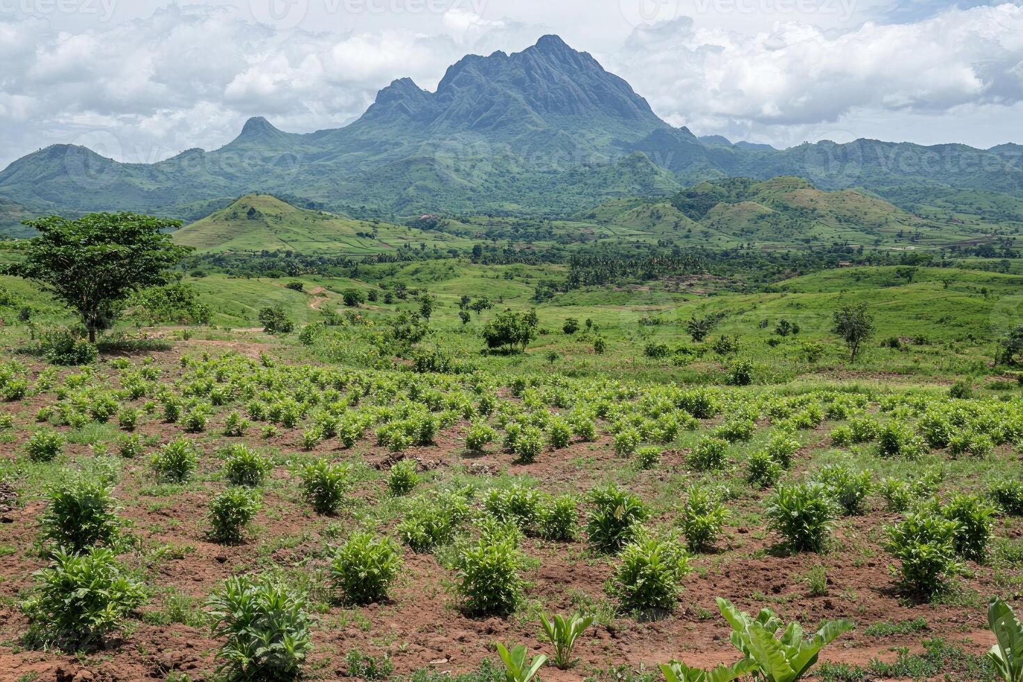Lush, cultivated landscape with a towering mountain backdrop photo