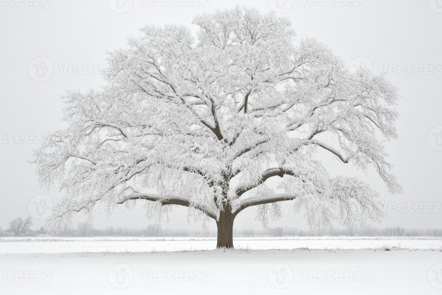 Majestic snow-covered tree in a vast winter landscape photo