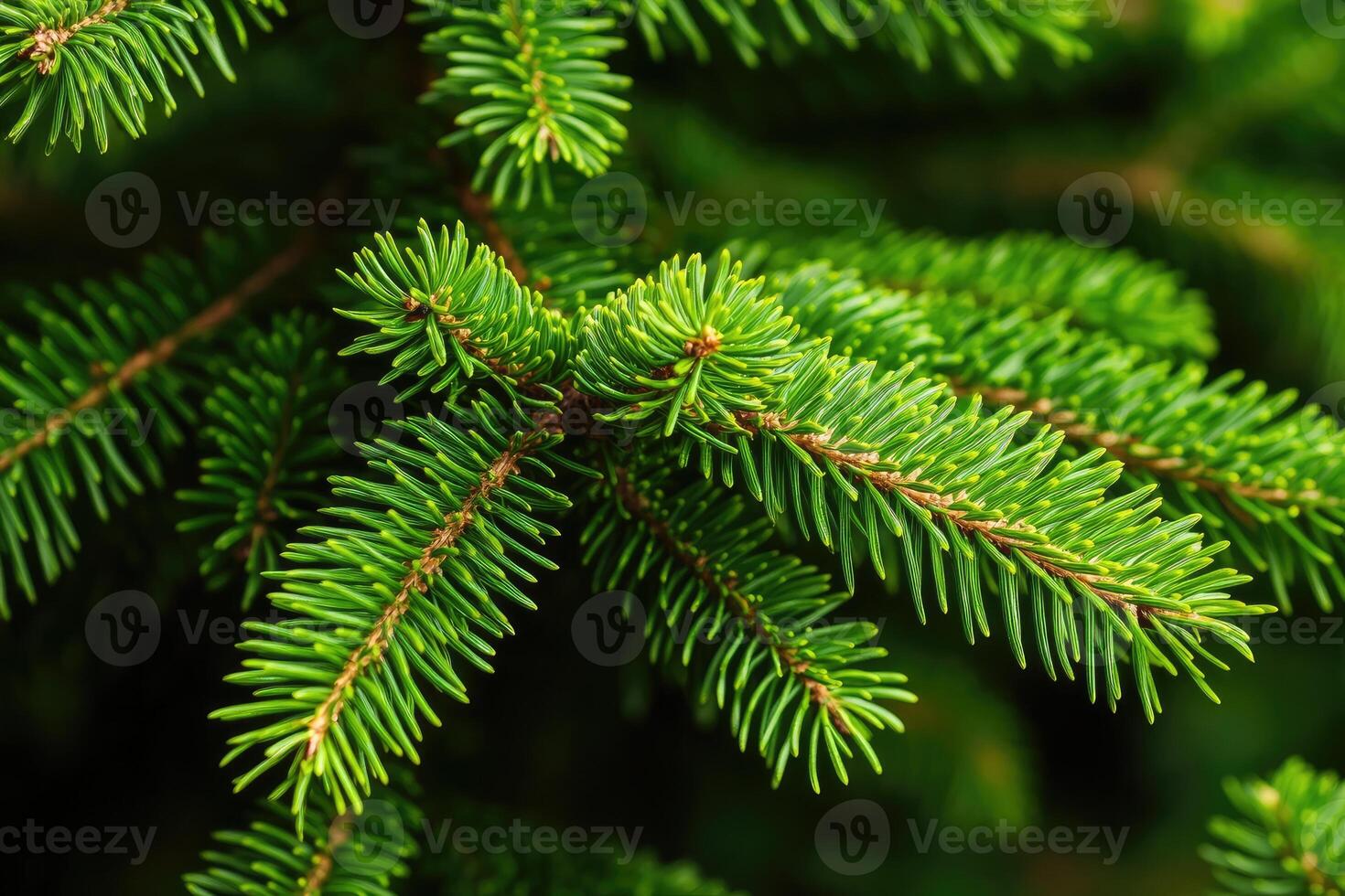 Close-up of vibrant green fir branches. Detailed view of needles and branch structure photo