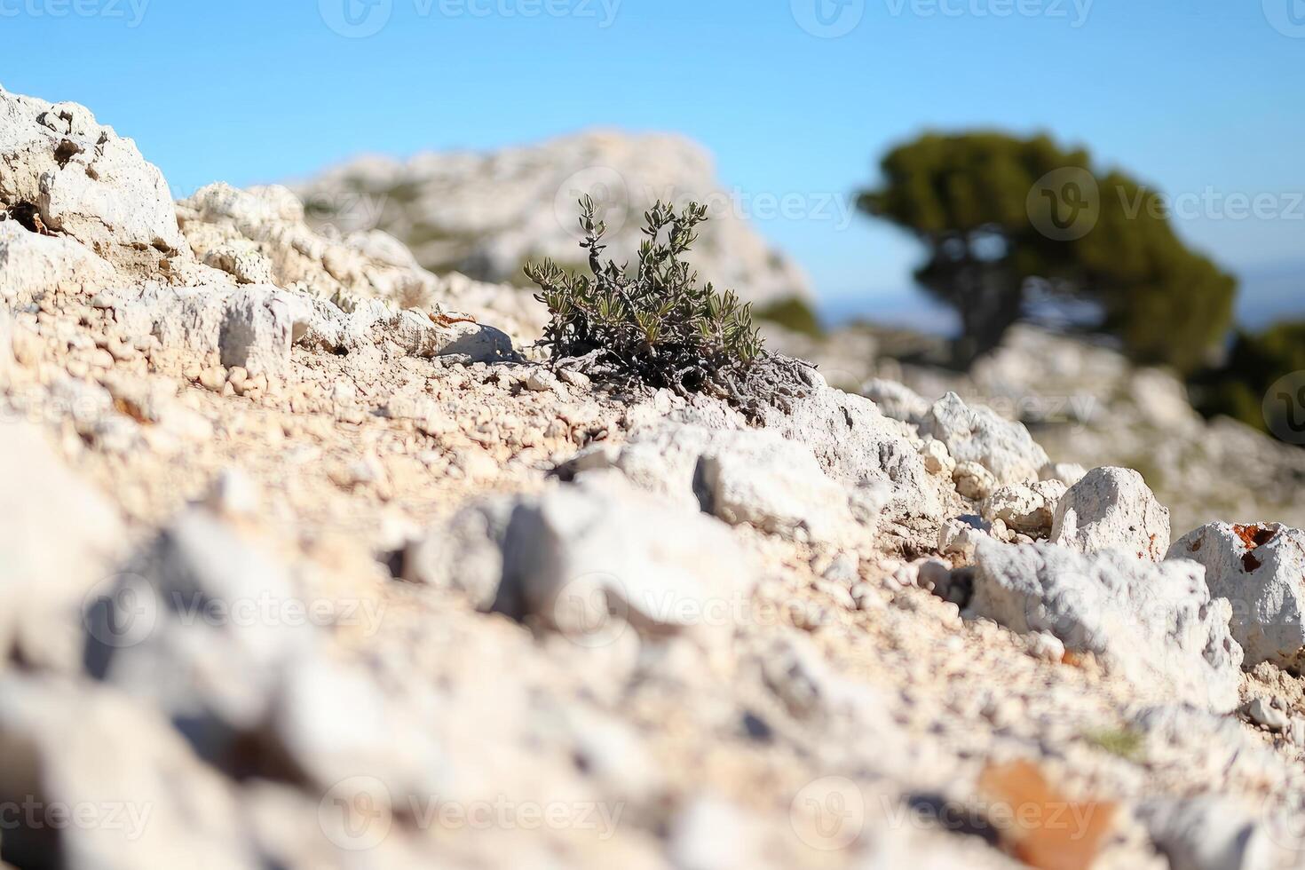 Rocky outcrop with small plant photo