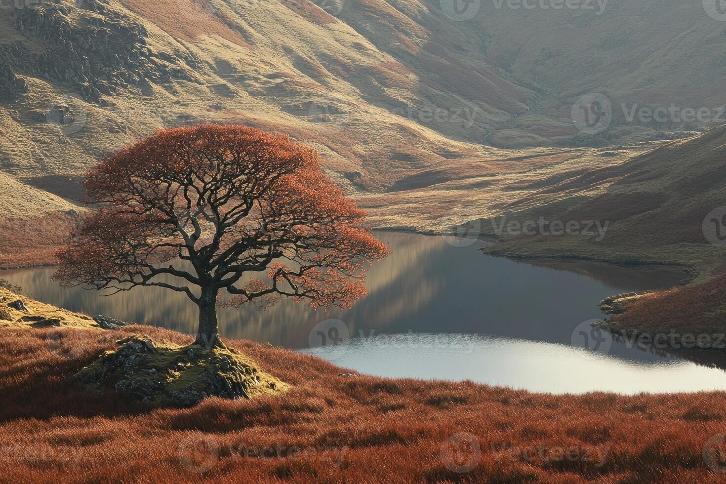 Solitary tree by tranquil lake in autumnal landscape photo