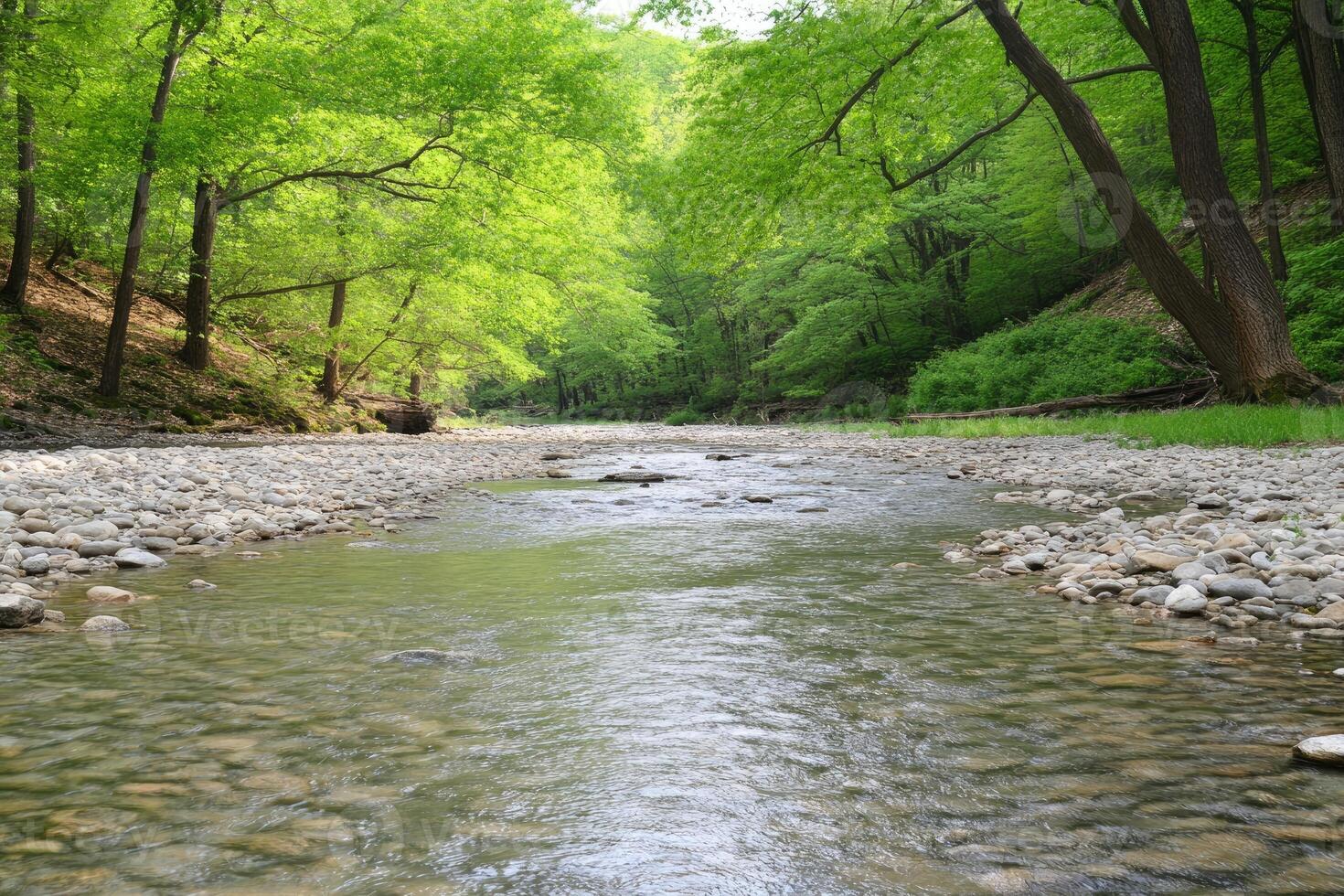 A tranquil forest stream photo