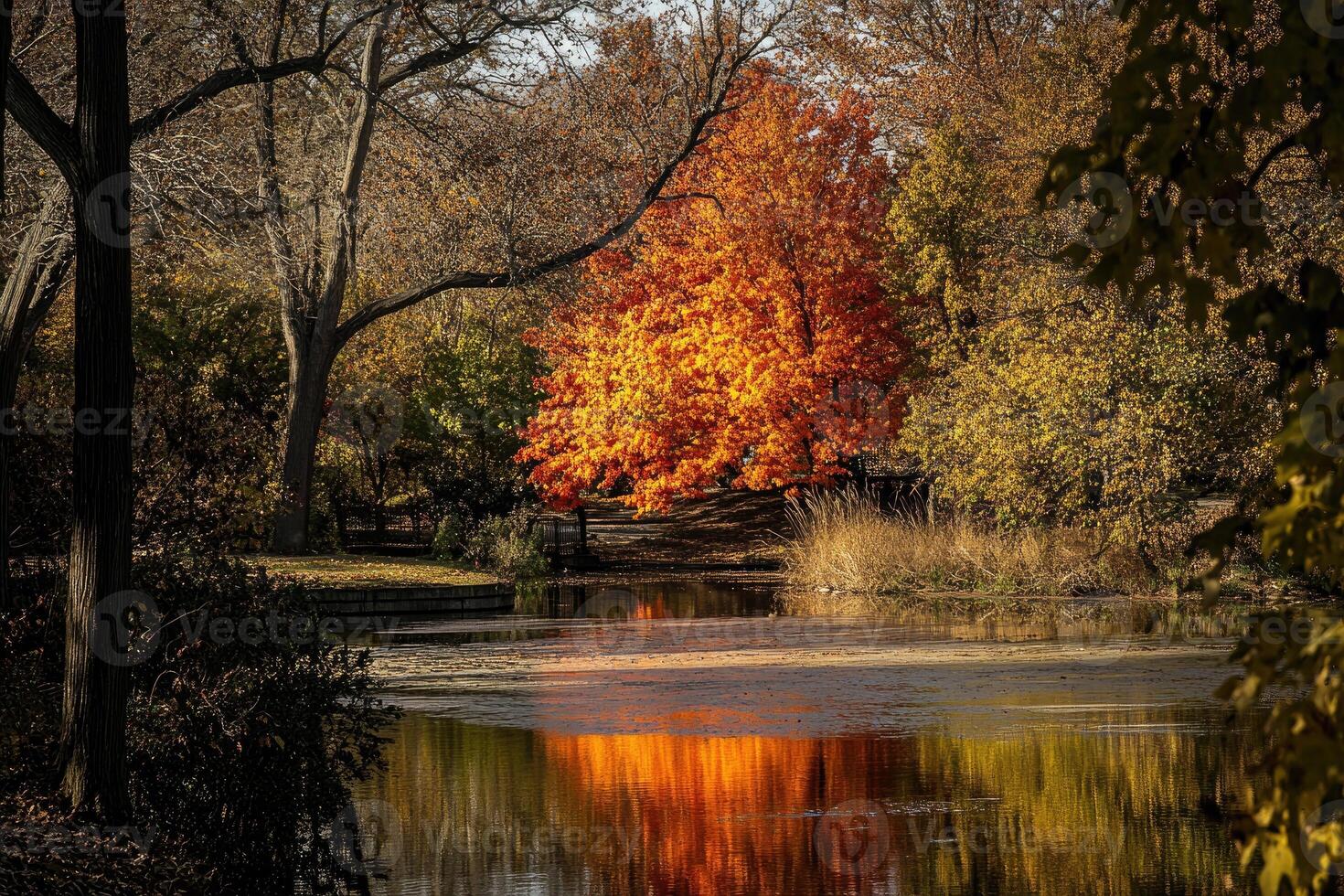Autumnal Reflection in Park Pond photo