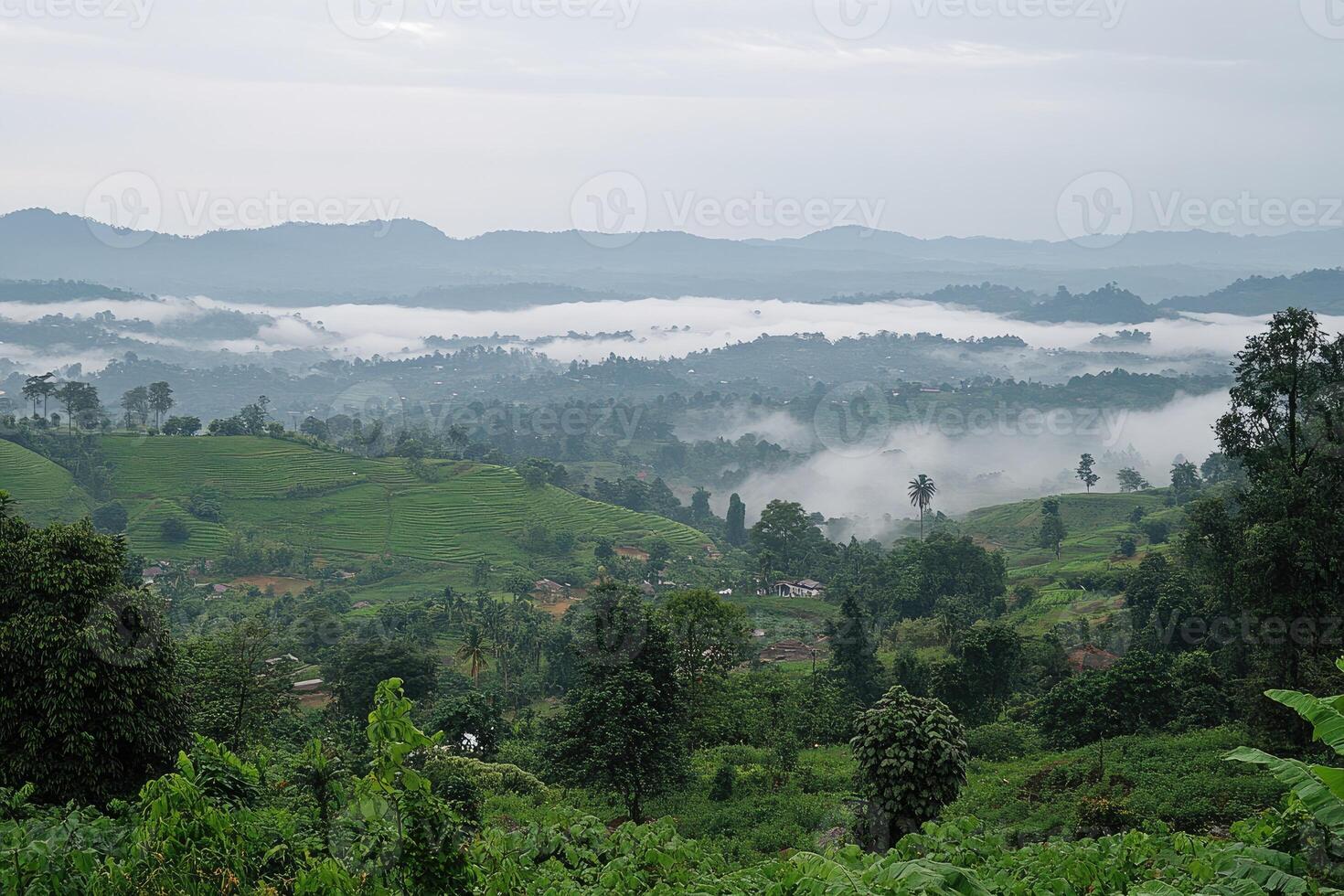 A view of a valley with trees and a mountain in the background photo