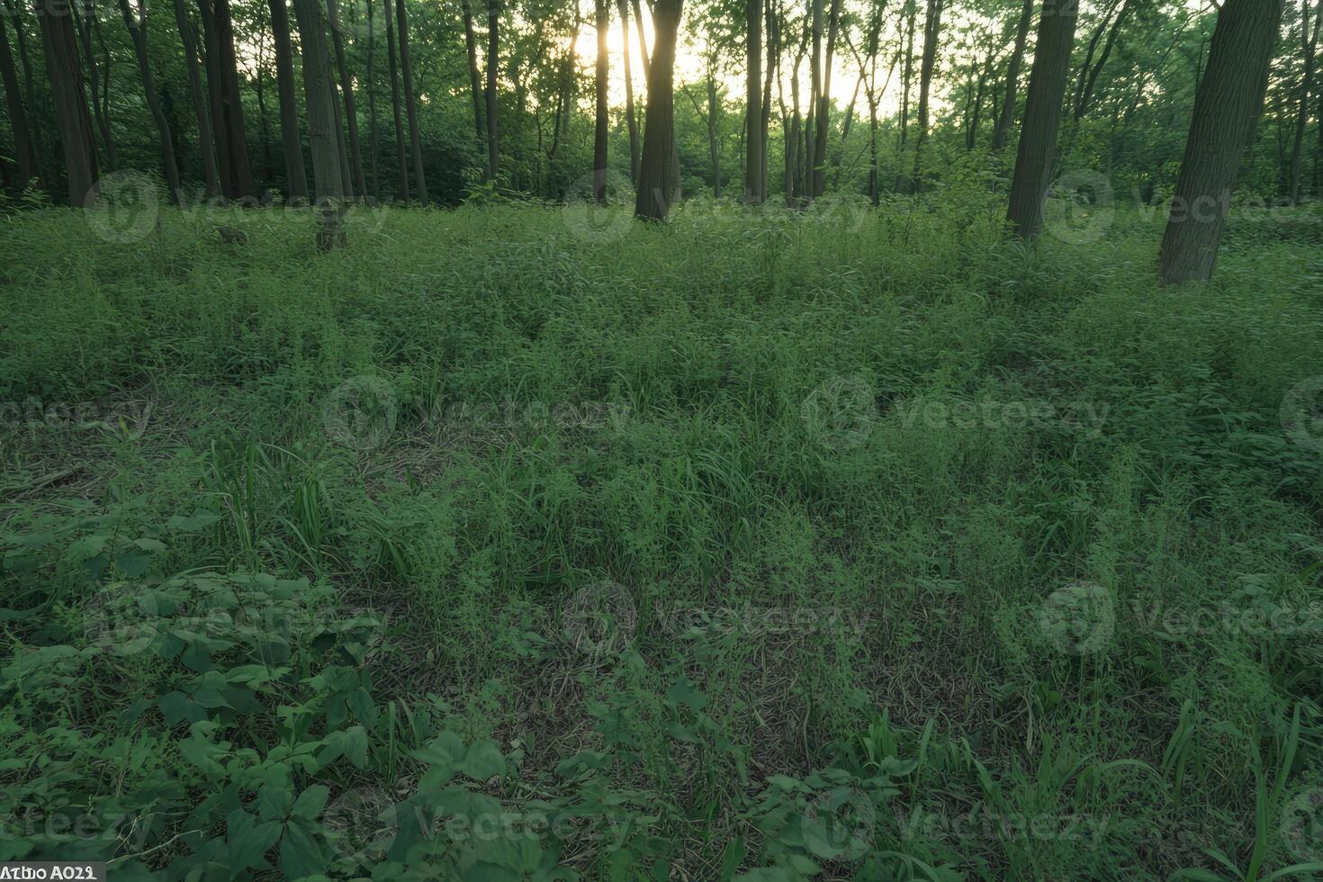 Sunlight filters through forest canopy, illuminating a grassy woodland floor photo
