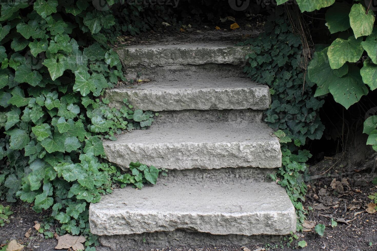 Stone steps leading through greenery photo