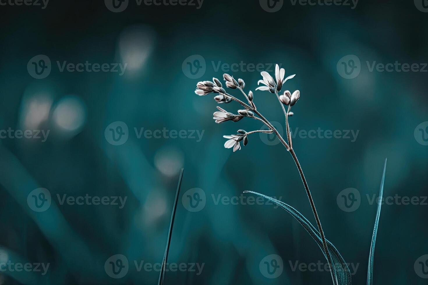 Delicate Wildflower in Teal Twilight photo