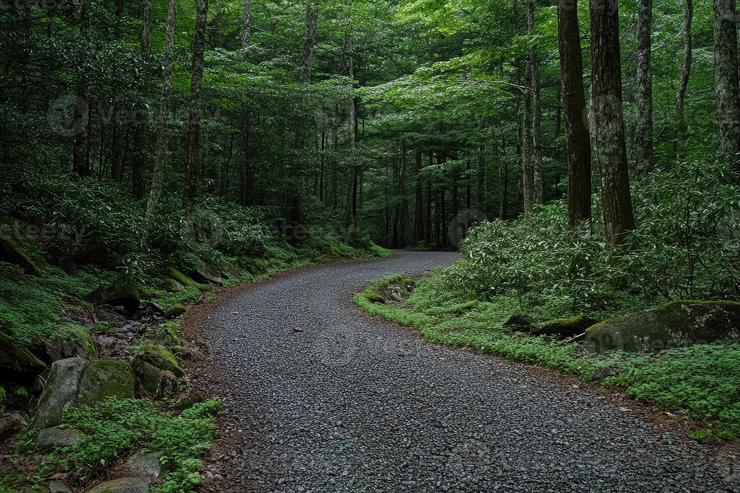 Winding forest path photo