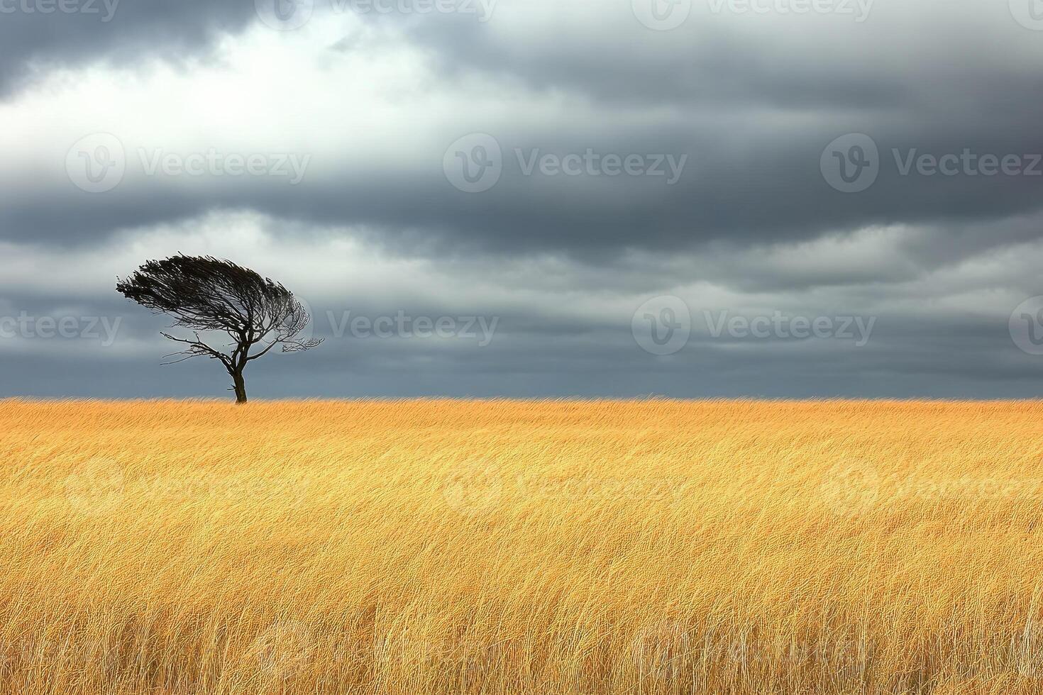Lonely tree in a golden field under a stormy sky photo