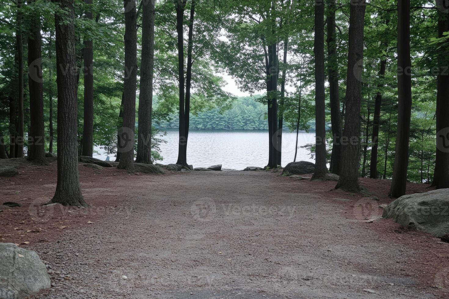 Forest path leading to a serene lake photo