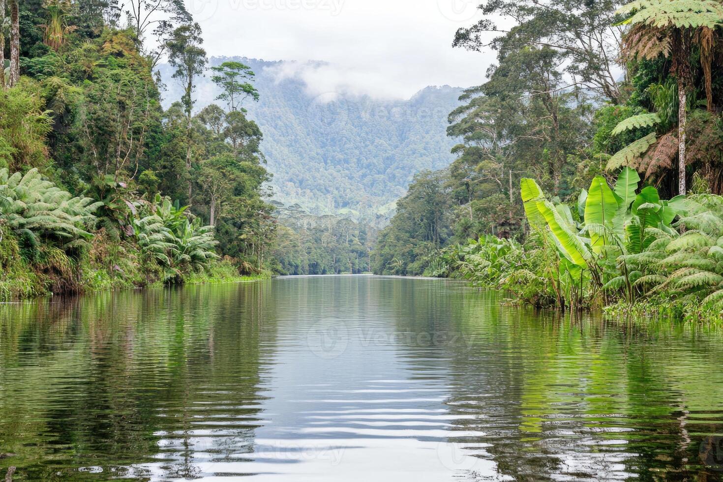 Serene lake nestled in a lush rainforest. Tranquil waterway reflecting the surrounding greenery. Misty mountains form a backdrop photo