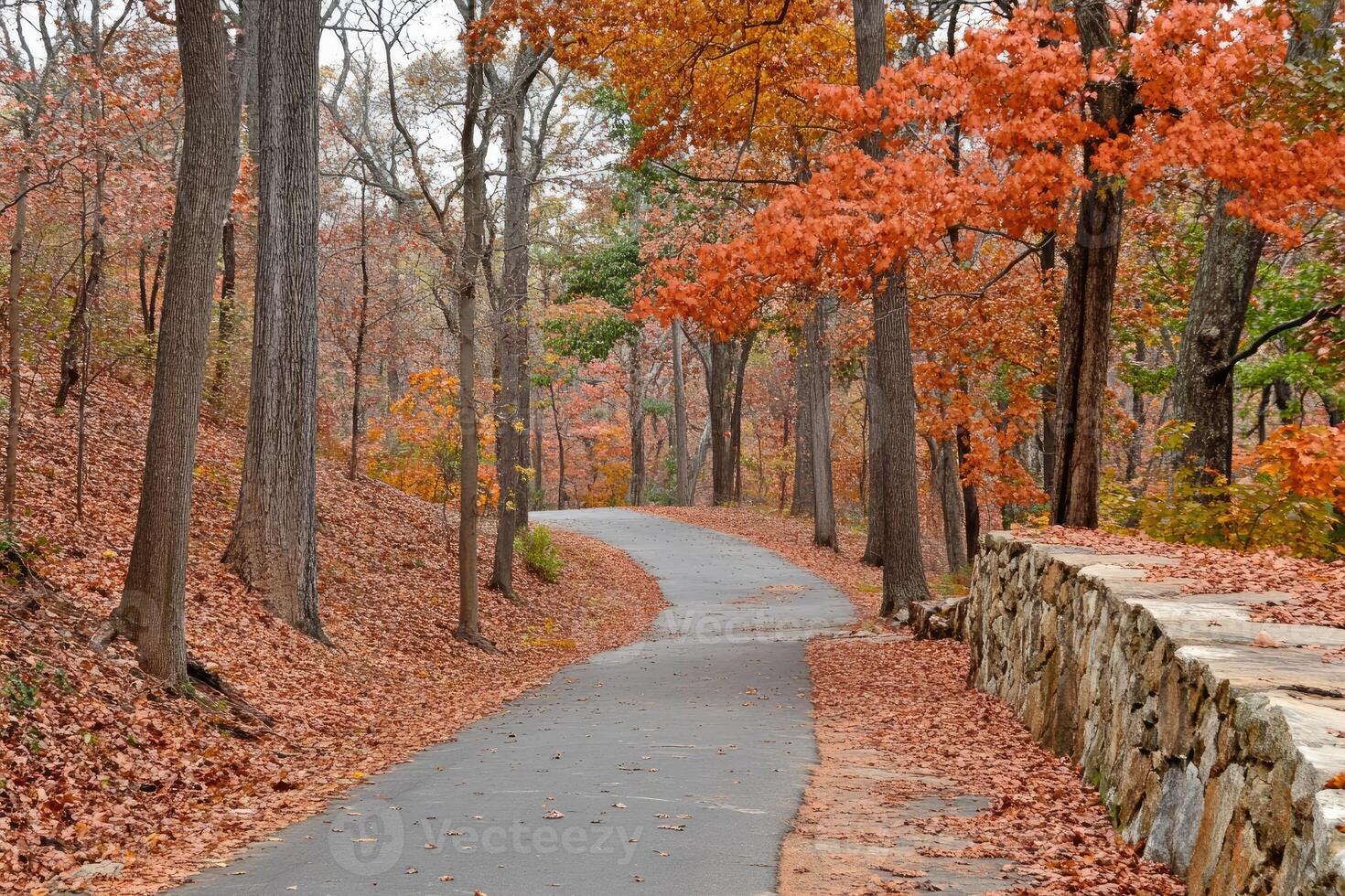 Autumnal Pathway through Woods photo