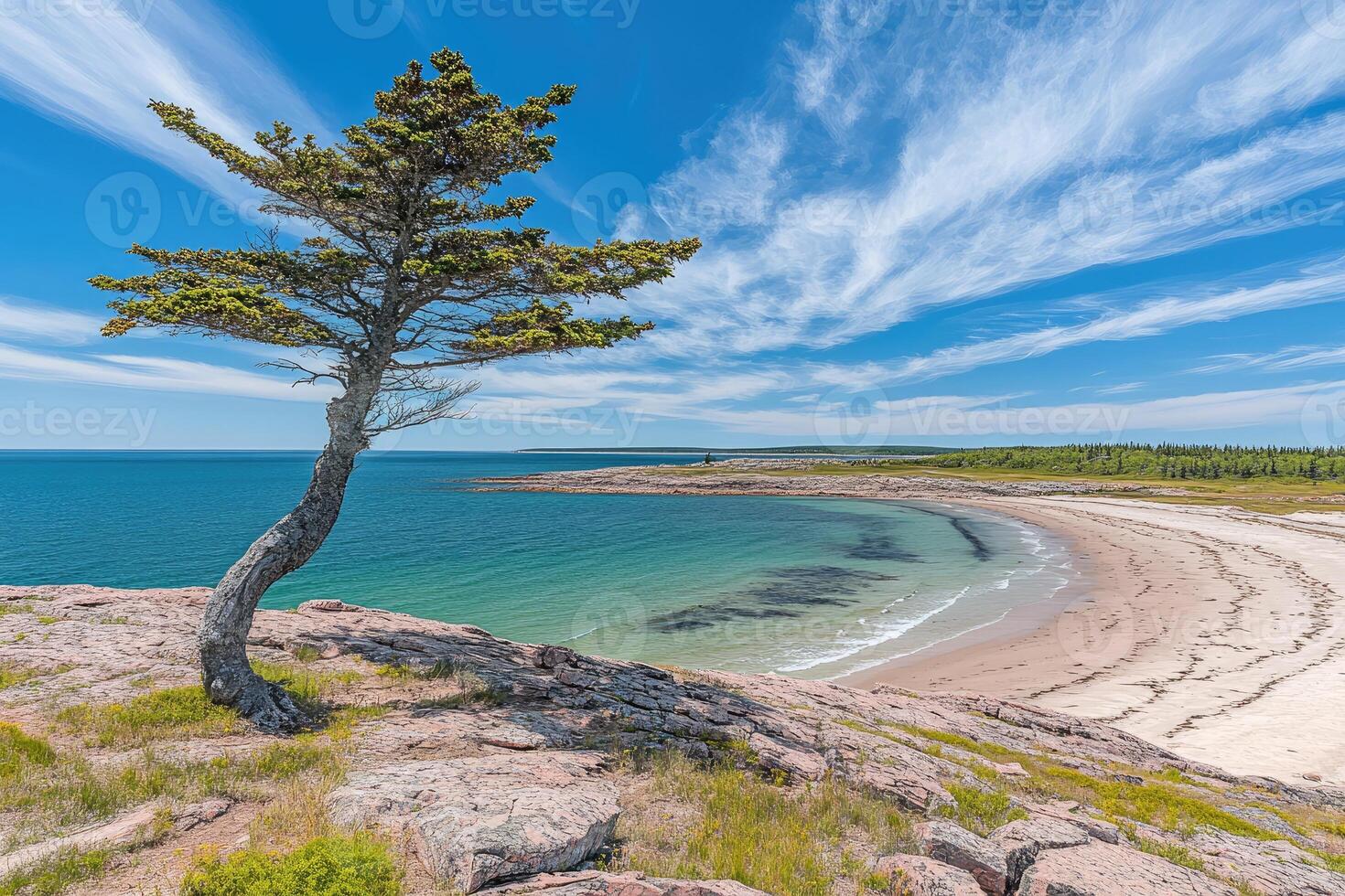 Coastal Scenic View with a Solitary Pine Tree photo