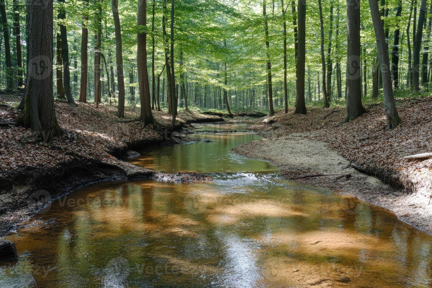A serene forest stream photo