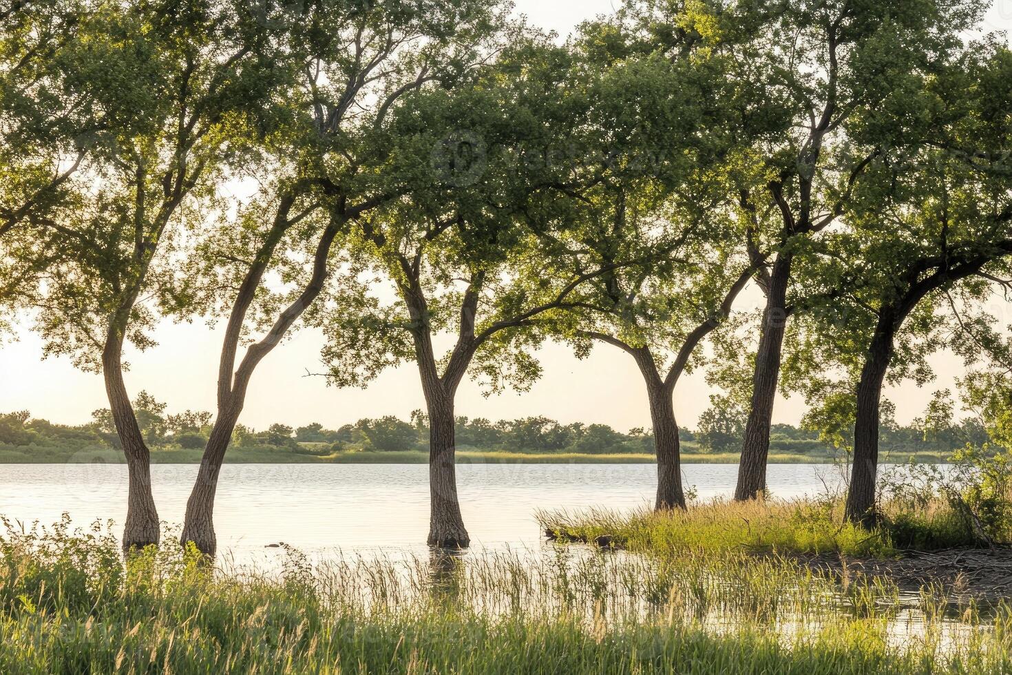 Tranquil Lakeside Trees at Dawn photo