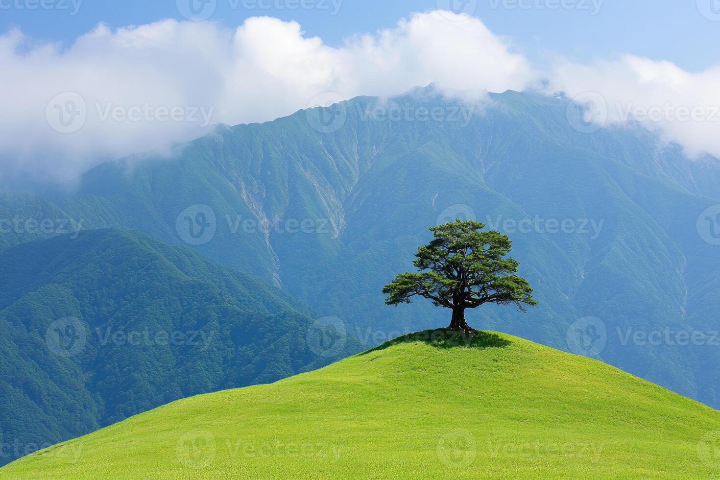 Solitary tree atop grassy hill, mountain backdrop photo