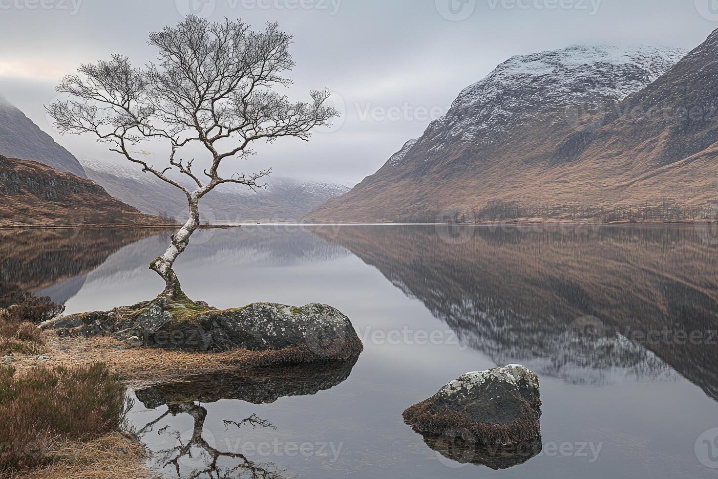 Lonely birch tree by a calm loch photo