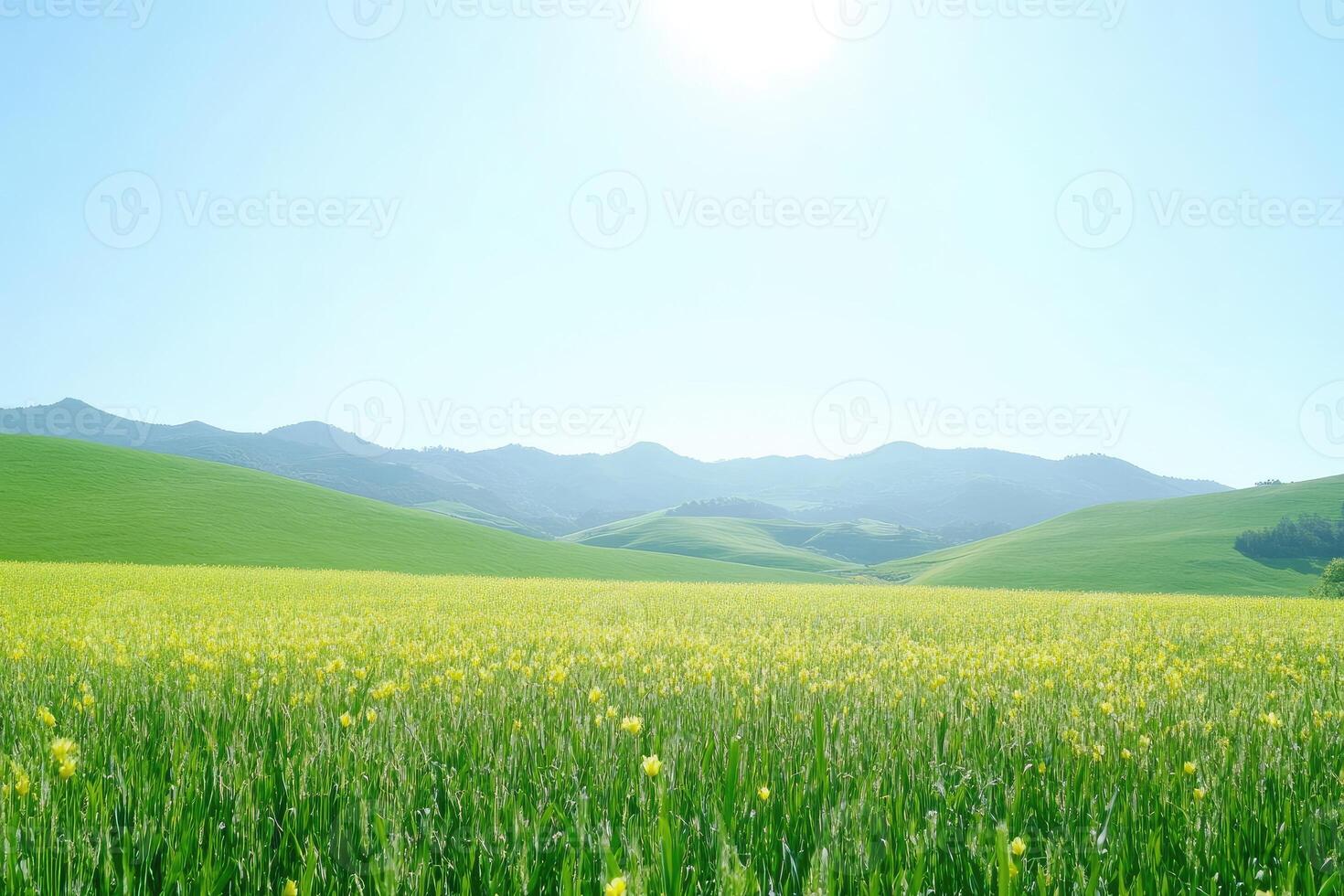 Expansive field of vibrant yellow flowers, rolling green hills, and a clear blue sky photo