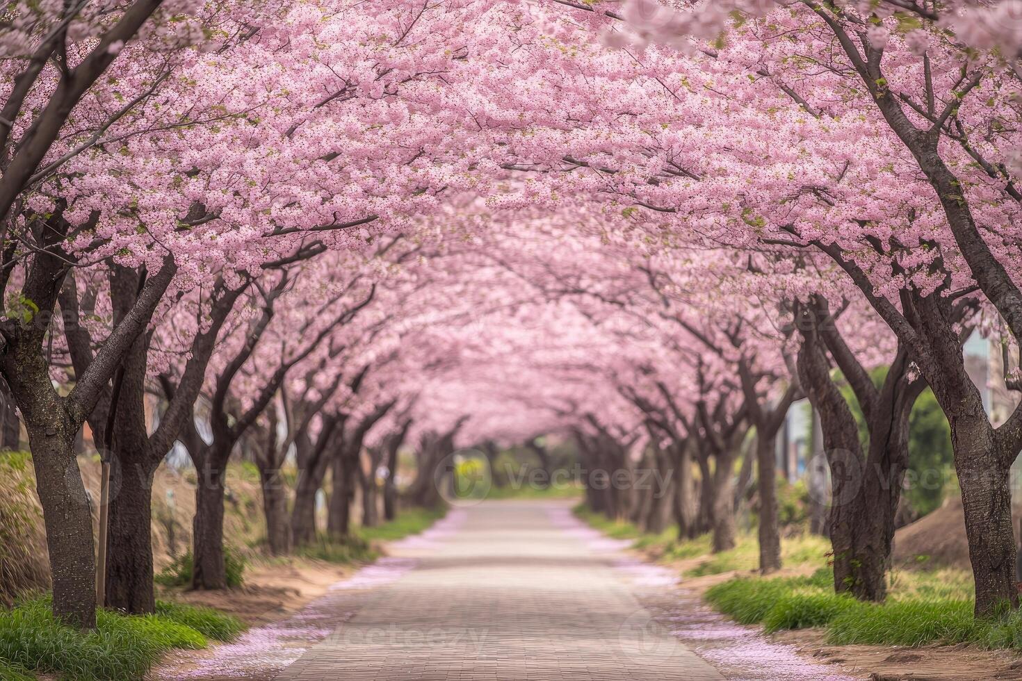 A Tunnel of Pink Cherry Blossoms photo