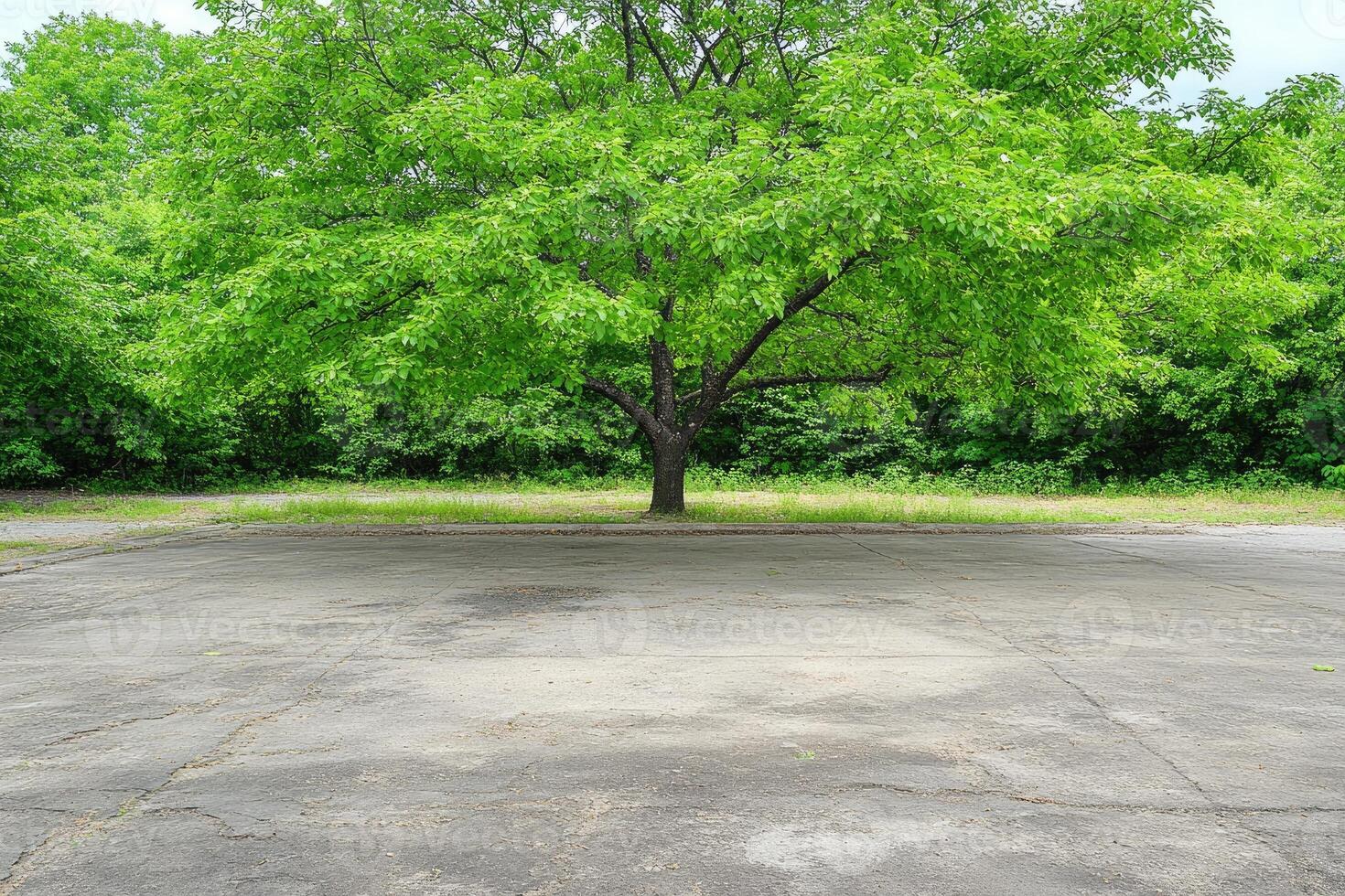 Empty parking lot with a large tree photo