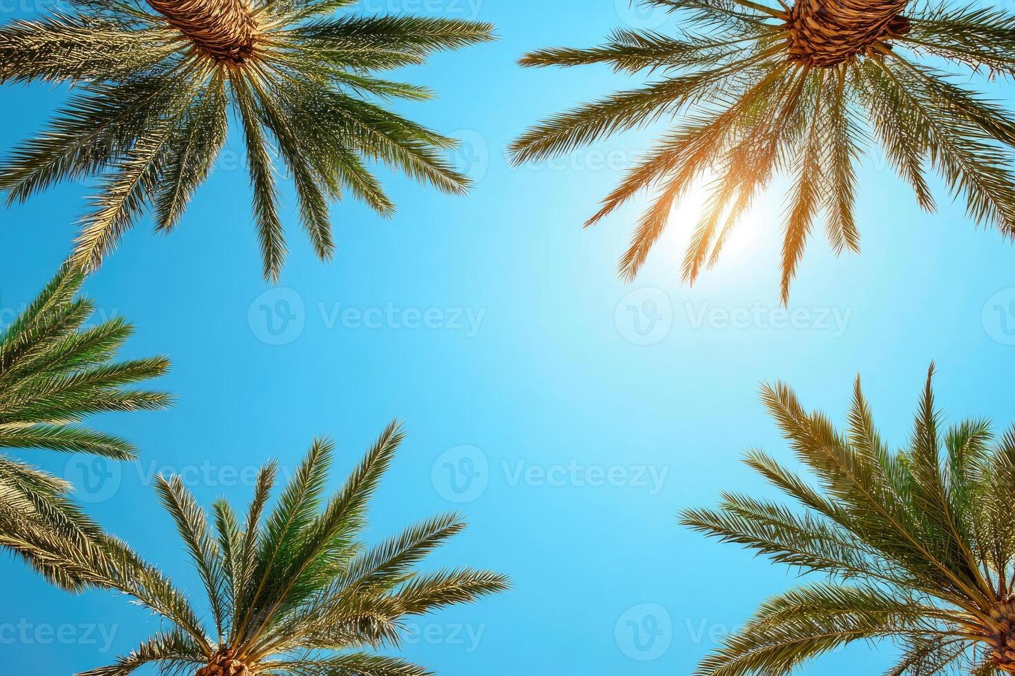 Palm trees reaching for a vibrant sky photo