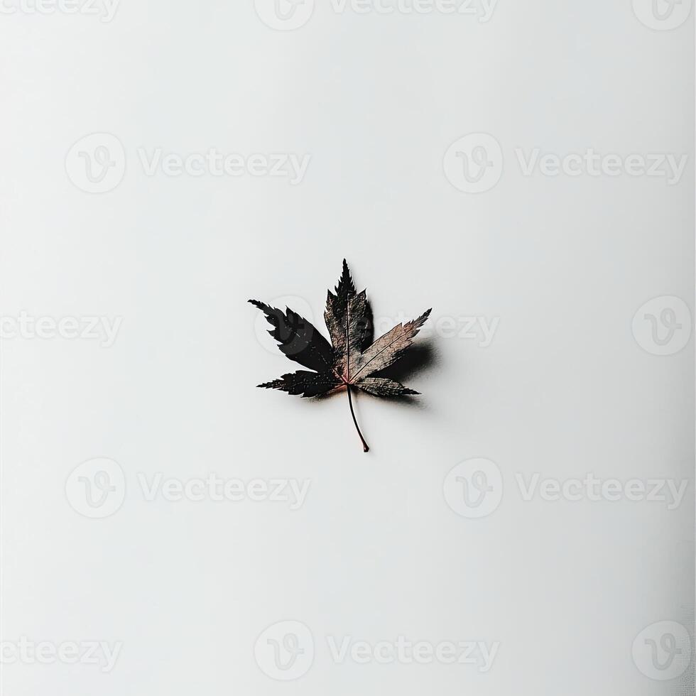 Solitary autumn leaf on a plain background. A single, dried maple leaf rests centrally on a plain white surface, showcasing its intricate veining and muted tones photo