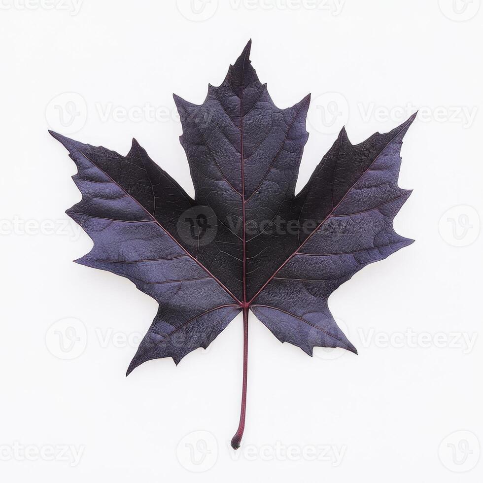 Deep Purple Maple Leaf photo
