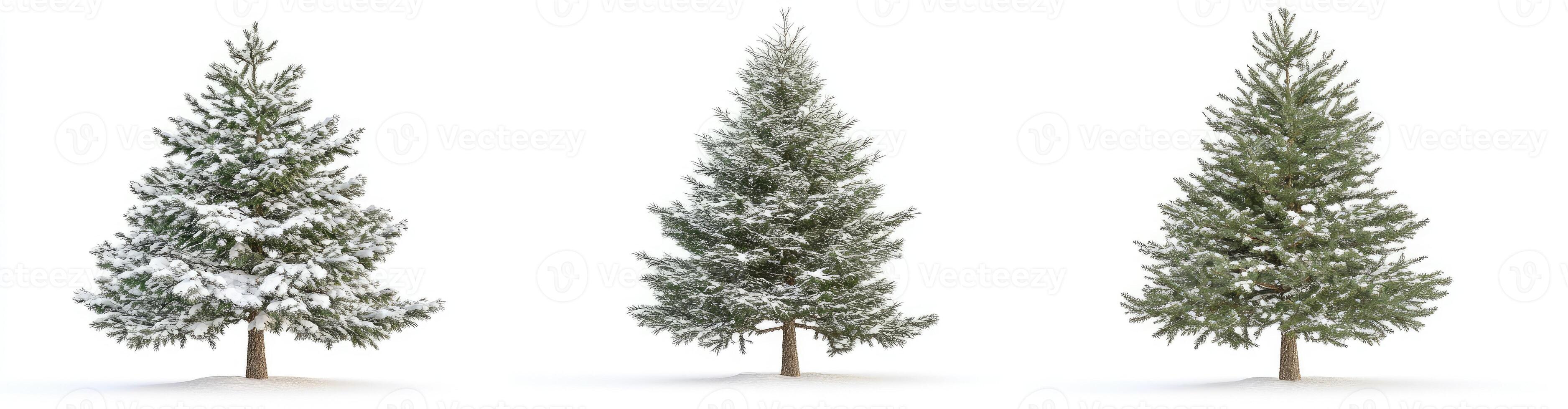 Three snow-covered fir trees photo