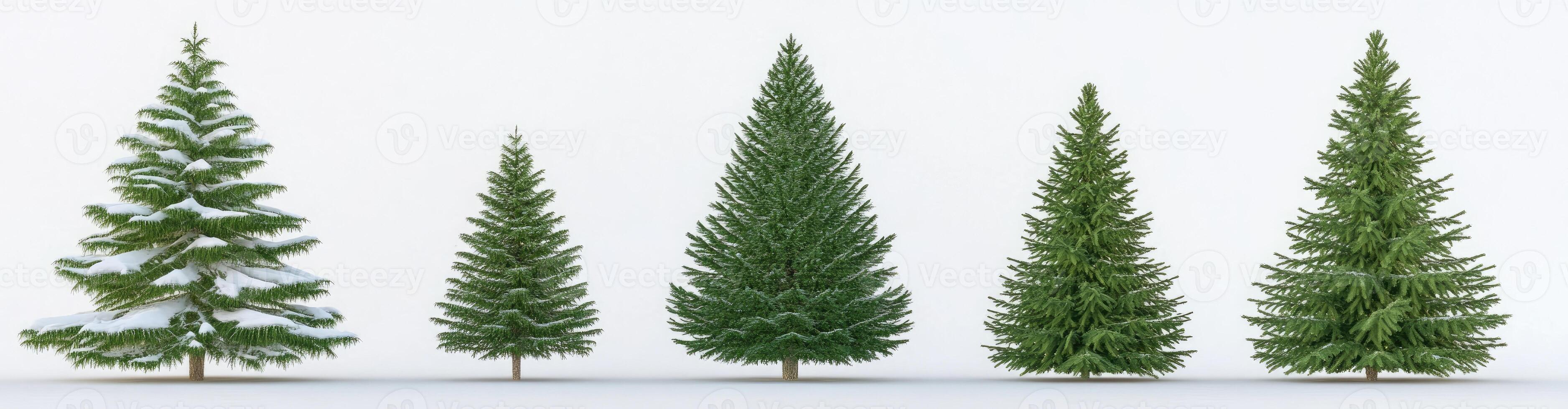 Conifer Trees of Varying Heights Covered in Snow photo