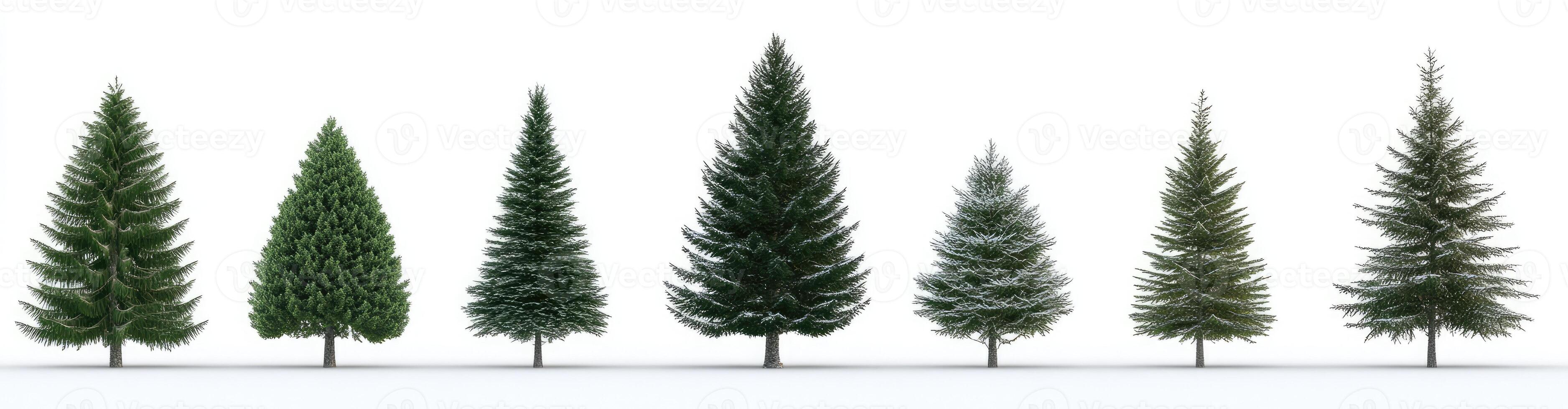 Conifer Trees of Varying Sizes photo