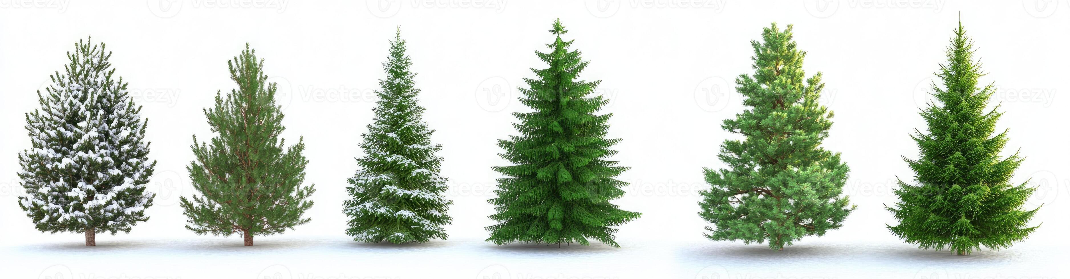 Winter Evergreen Trees photo