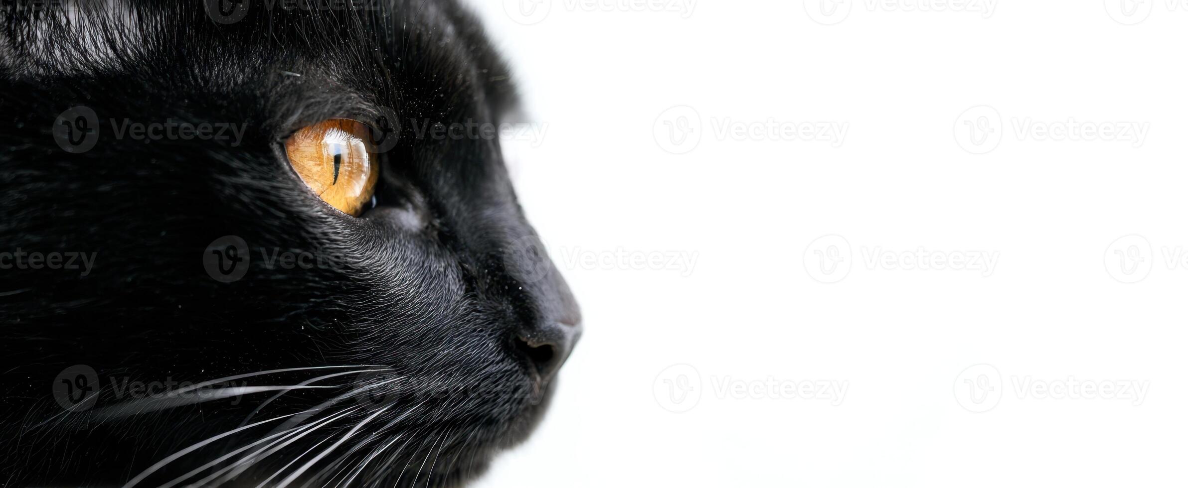 The striking profile of a black cat against a minimalist background. photo