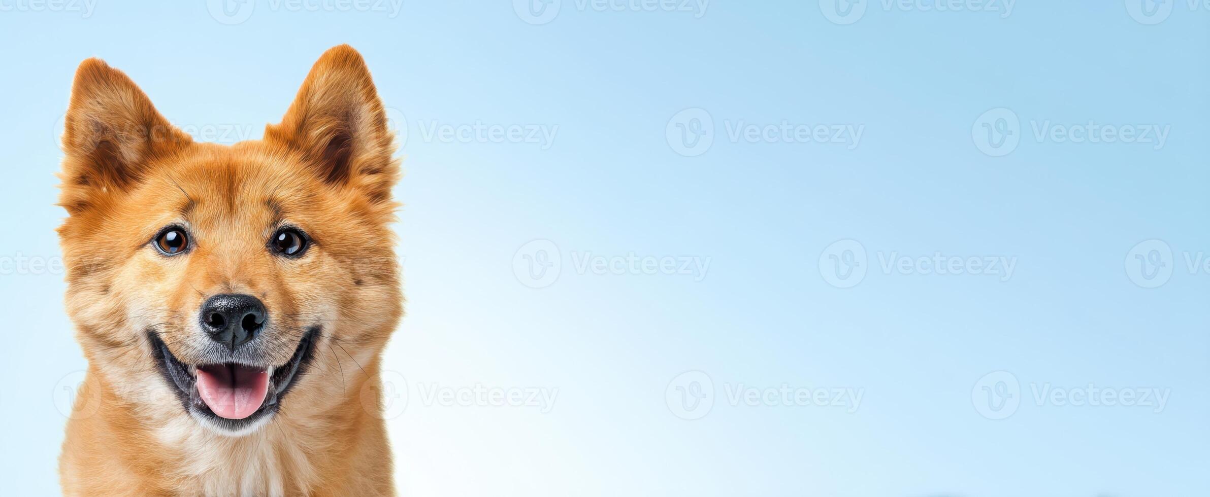 The cheerful dog with a bright smile against a soft blue background. photo
