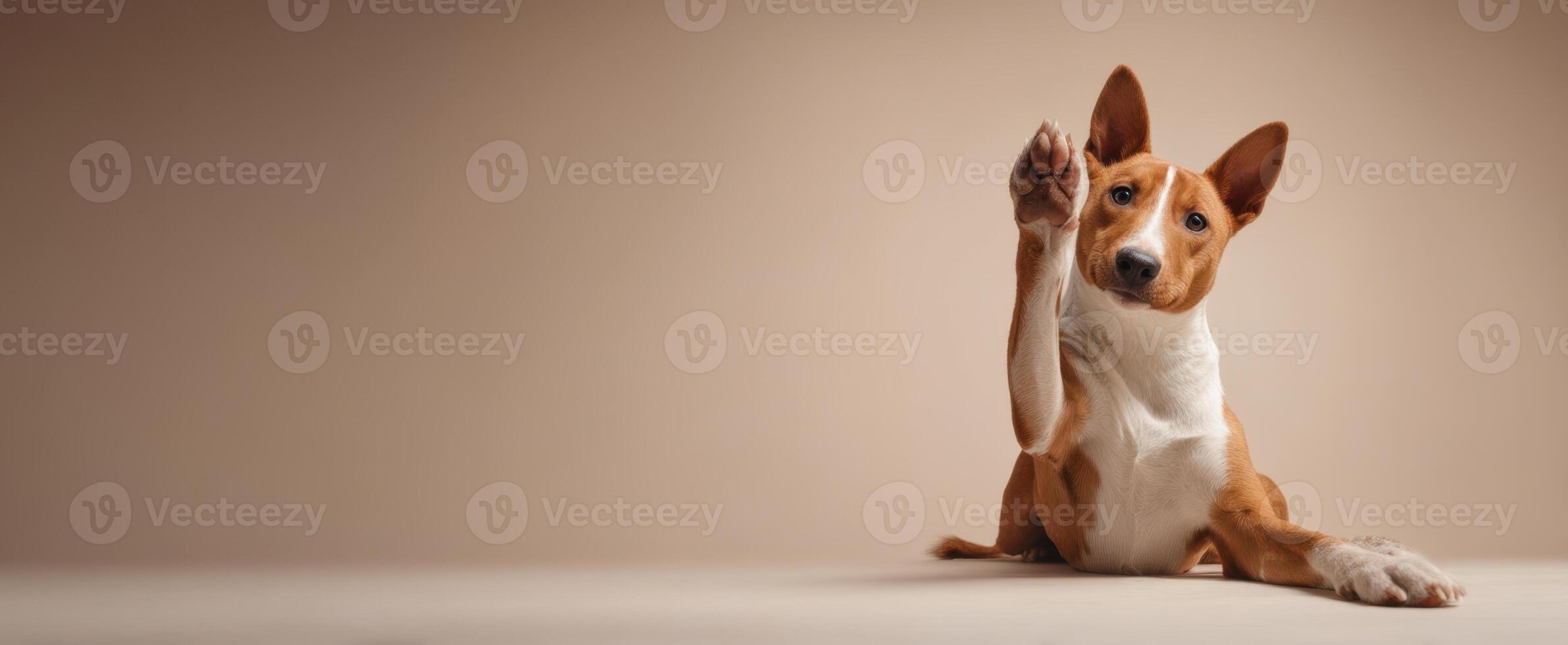 The Basenji Dog Raising Its Paw in a Warm Indoor Setting photo