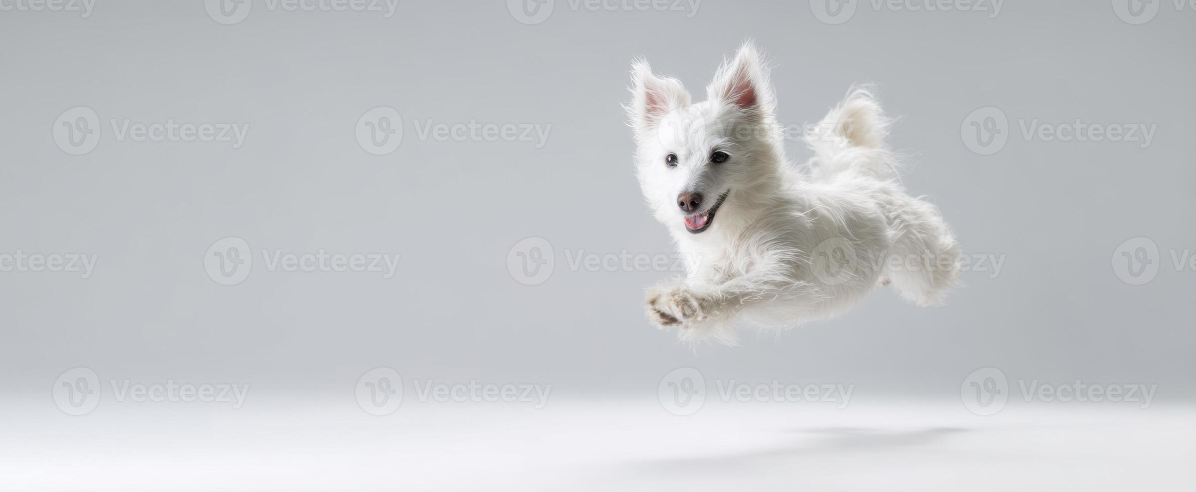 The playful dog jumping joyfully in a bright studio environment photo