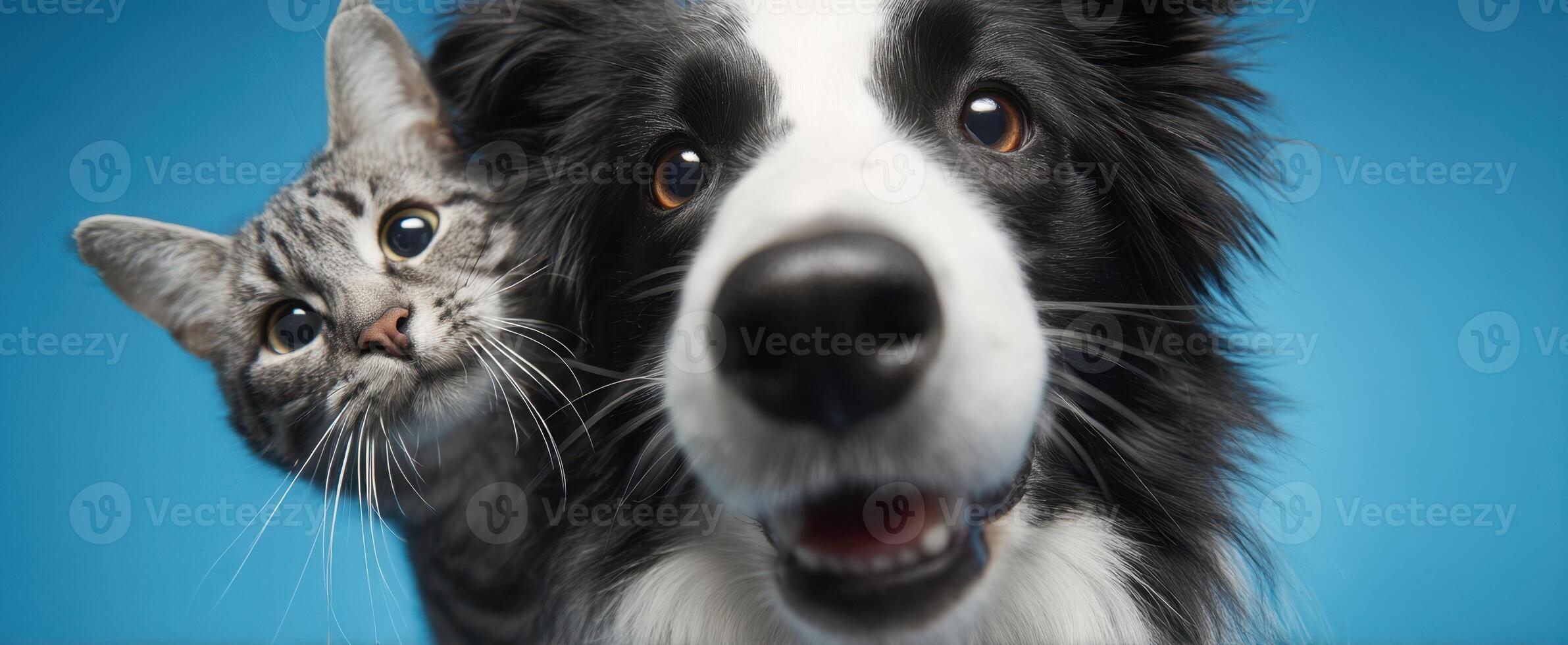 The happy dog and cat sharing a joyful moment together. photo