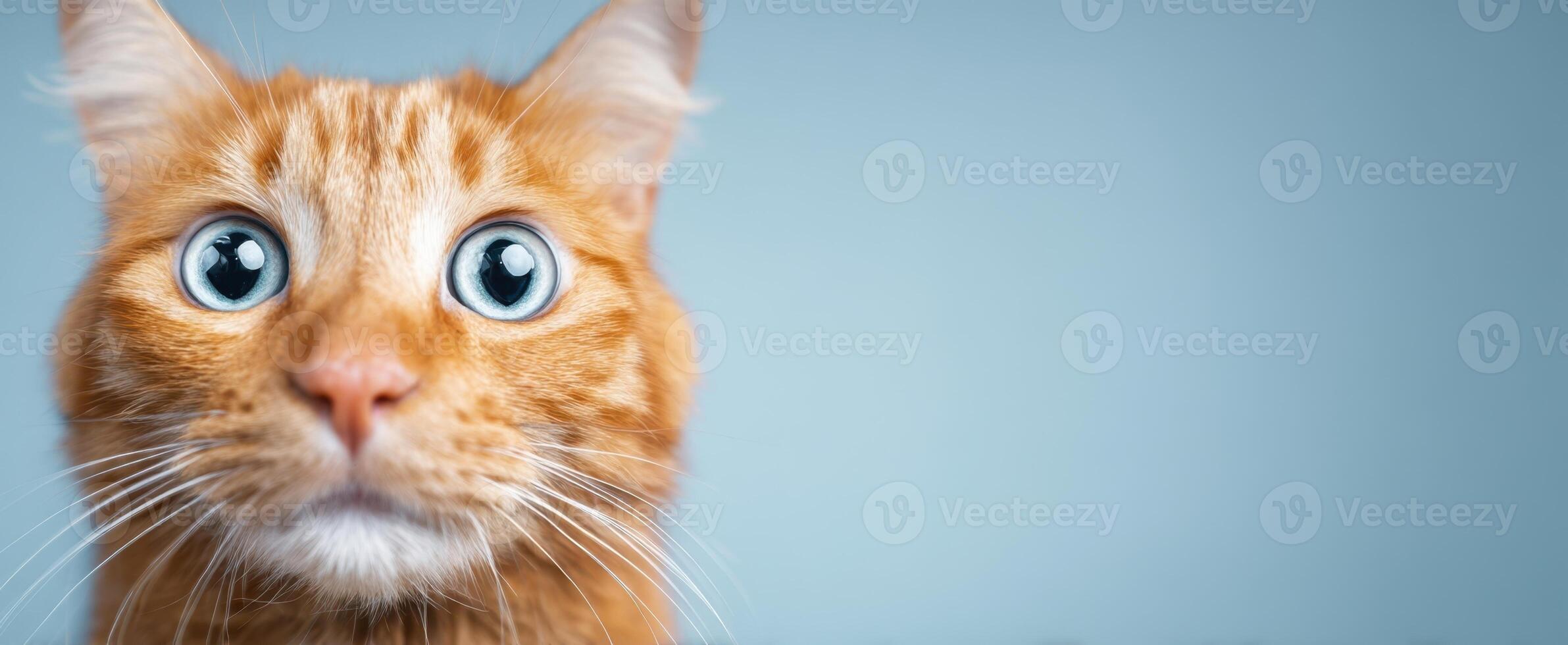 The curious orange cat with large expressive eyes on a blue background. photo