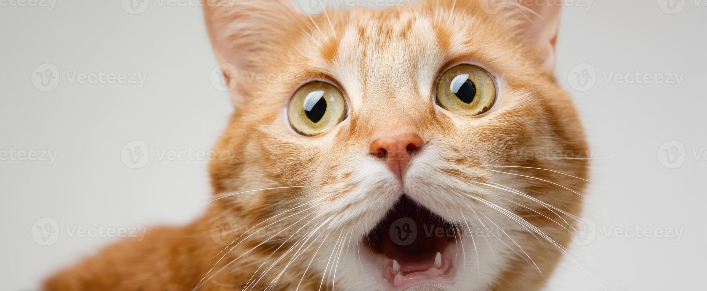 The surprised orange cat with wide eyes expressing joyful curiosity. photo