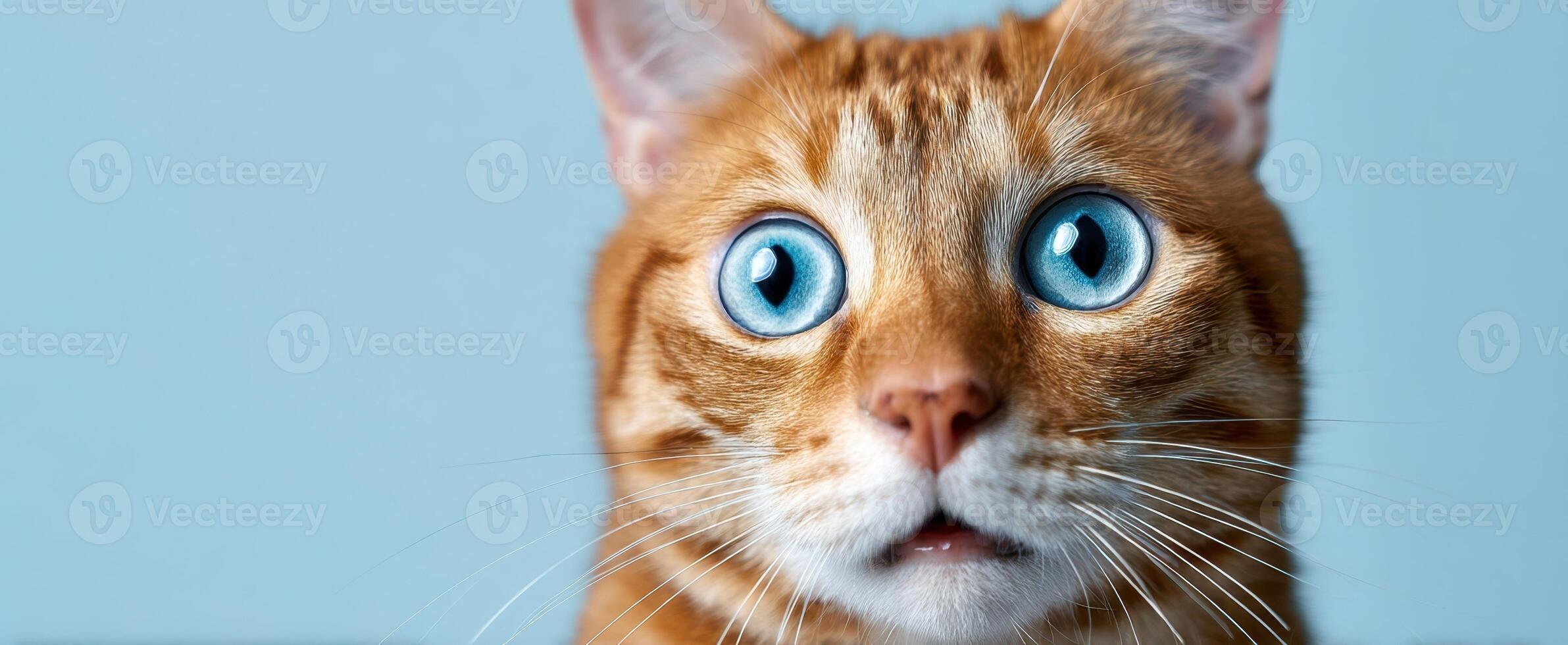 The surprised ginger cat with striking blue eyes and a cute expression. photo
