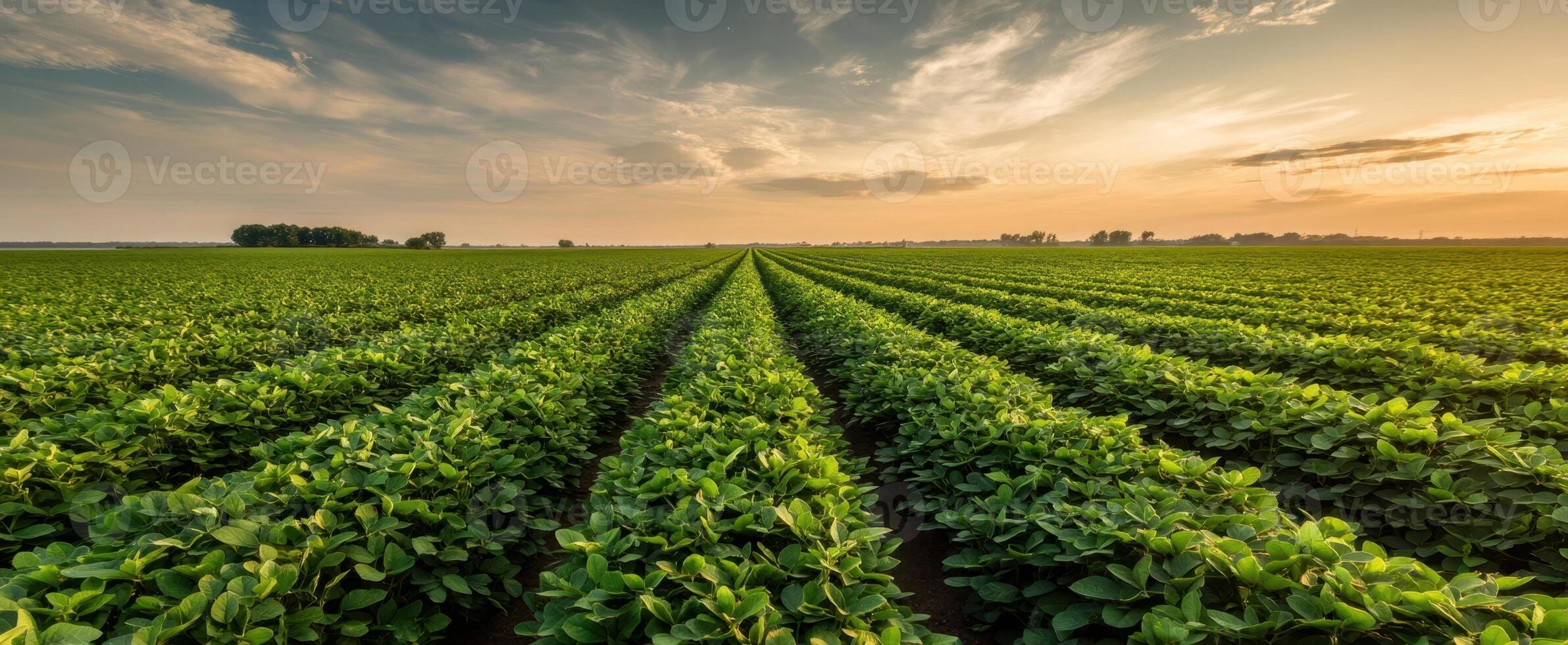 The vibrant soybean field under a colorful sunset sky. photo