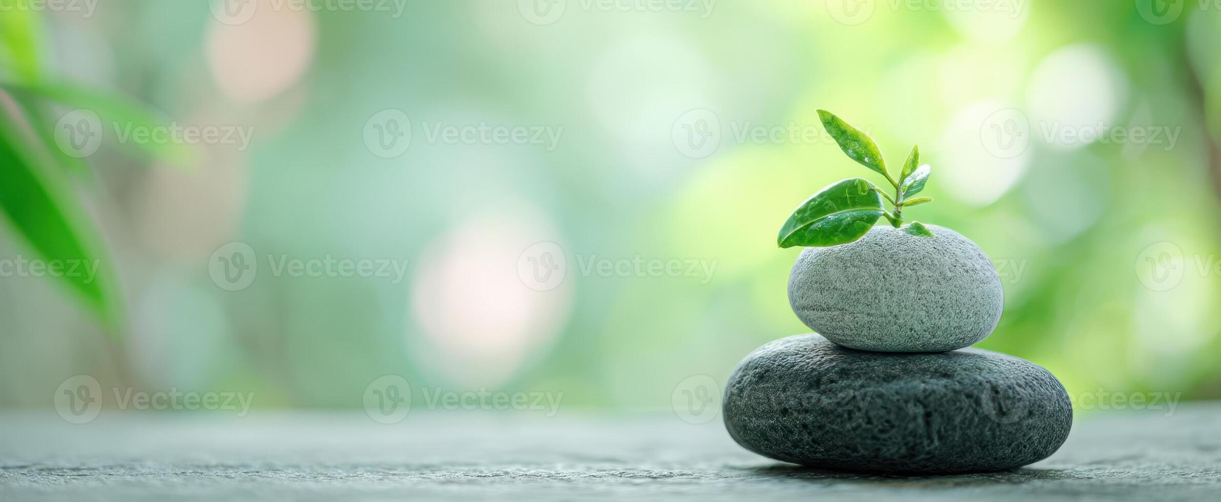 The harmonious arrangement of stones and a vibrant plant symbolizing growth and tranquility. photo