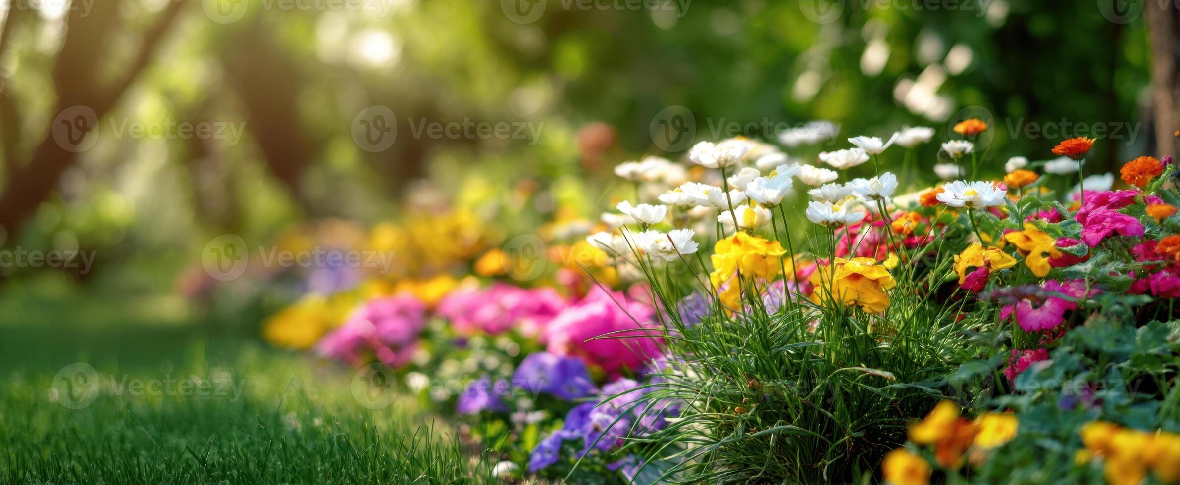 The Colorful Flower Garden in Early Morning Sunlight photo