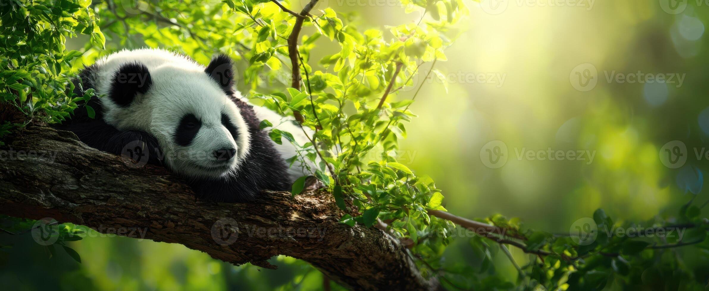 The peaceful panda resting on a branch amidst lush green leaves. photo