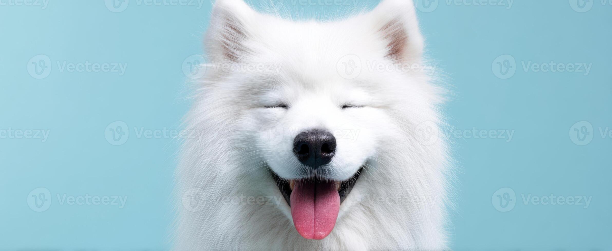 The cheerful samoyed dog smiling joyfully against a blue backdrop. photo