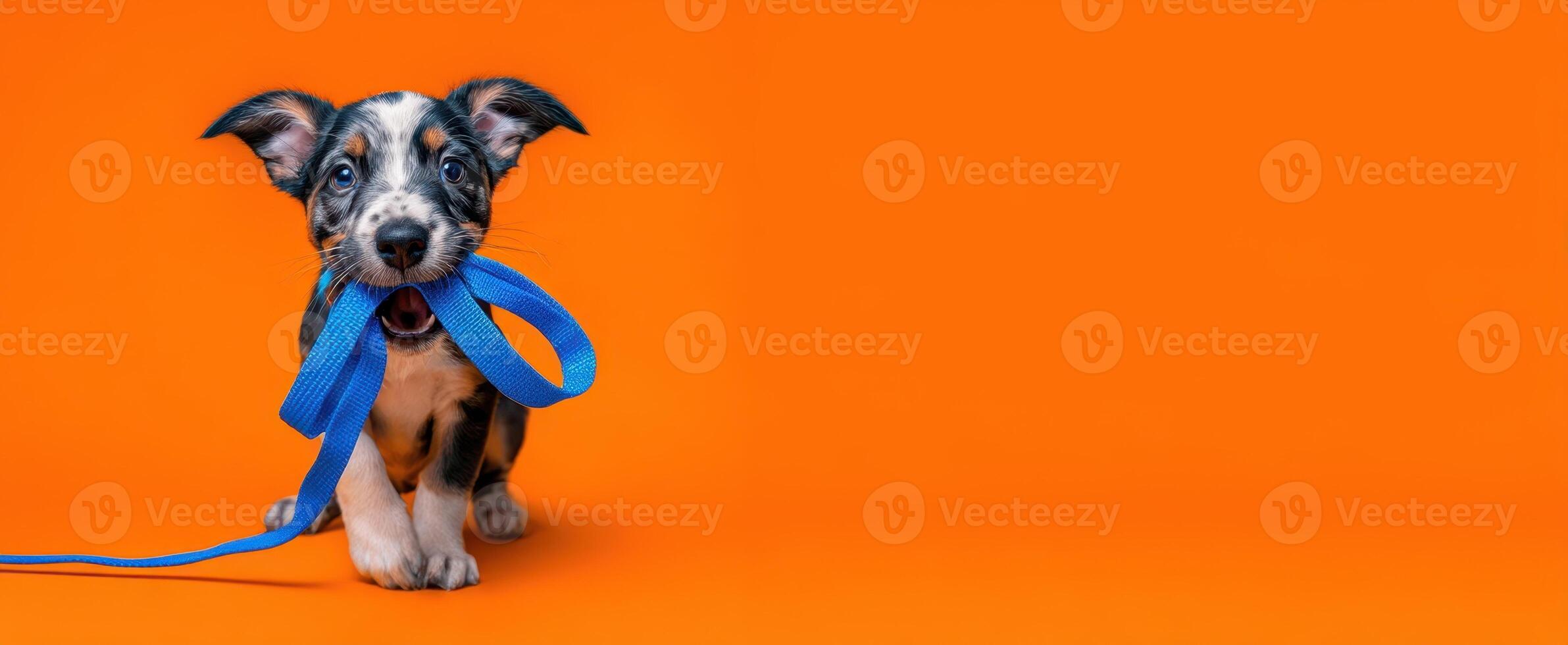 The playful puppy eagerly holding a blue leash in its mouth. photo