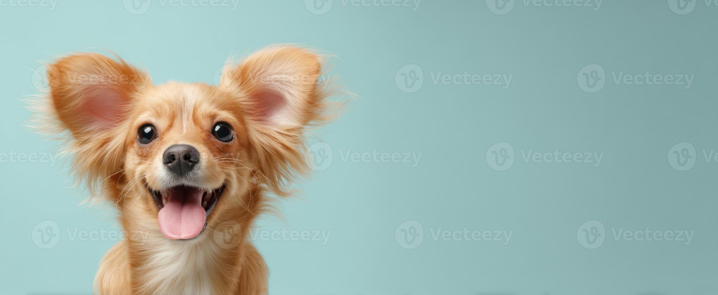 The joyful puppy with expressive ears against a soft teal background. photo