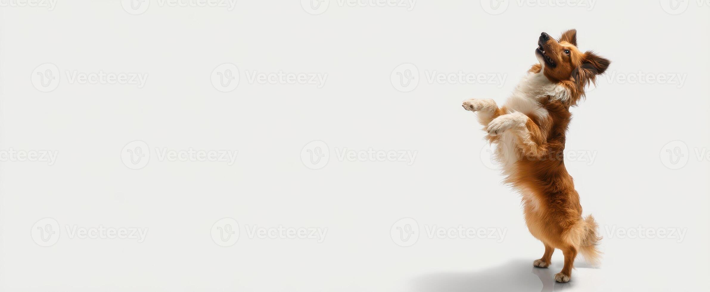 The playful dog standing on hind legs in a bright studio setting. photo