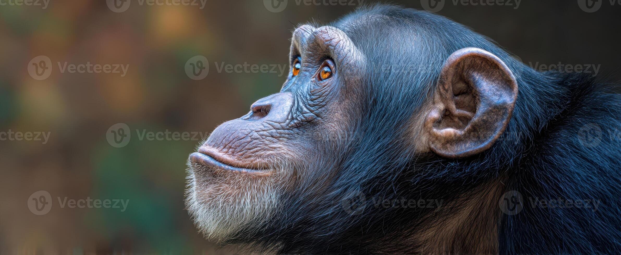 The contemplative chimpanzee gazes thoughtfully into the distance. photo