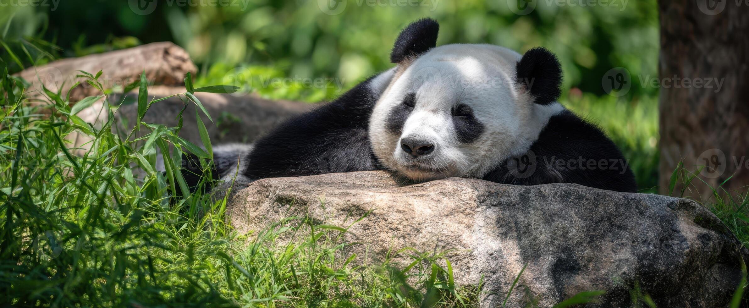 The adorable panda resting peacefully on a sunny day in the lush greenery. photo